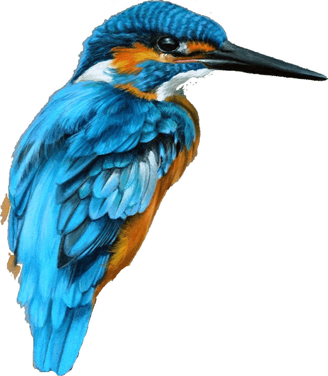 BLUNTIP MICROCANNULAS